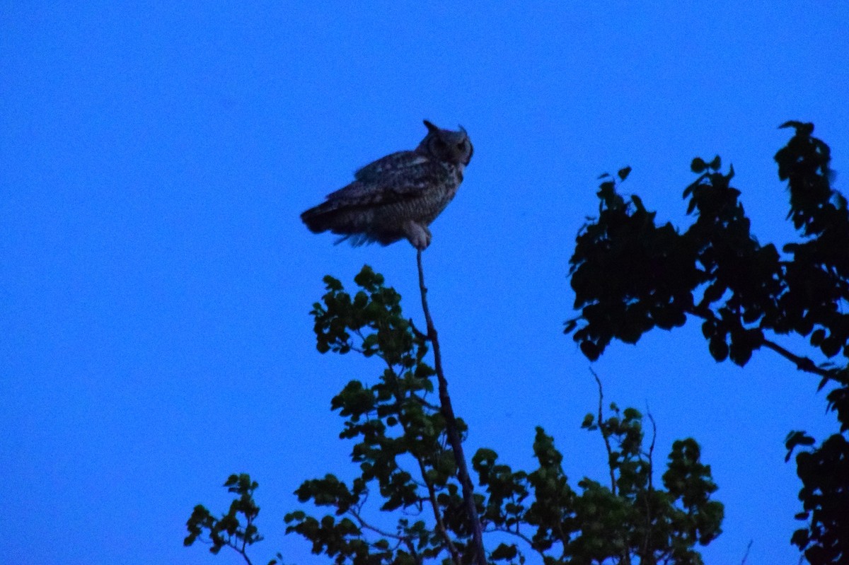 Great Horned Owl - ML461911841