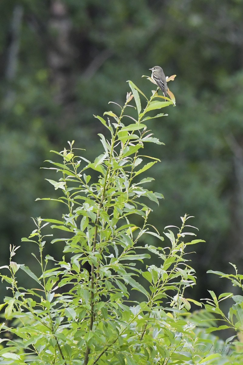 Alder Flycatcher - ML461912521