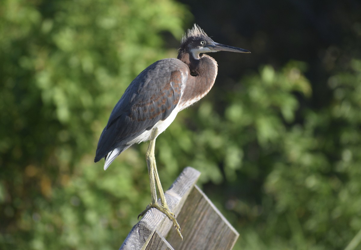 Tricolored Heron - Alena Capek