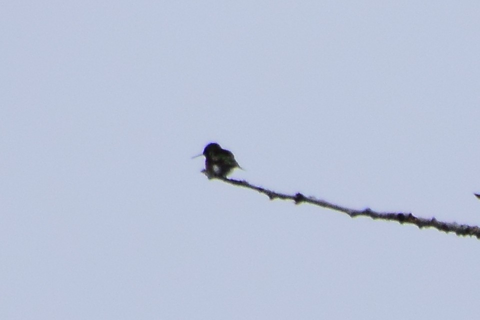 Ruby-throated Hummingbird - ML461913641