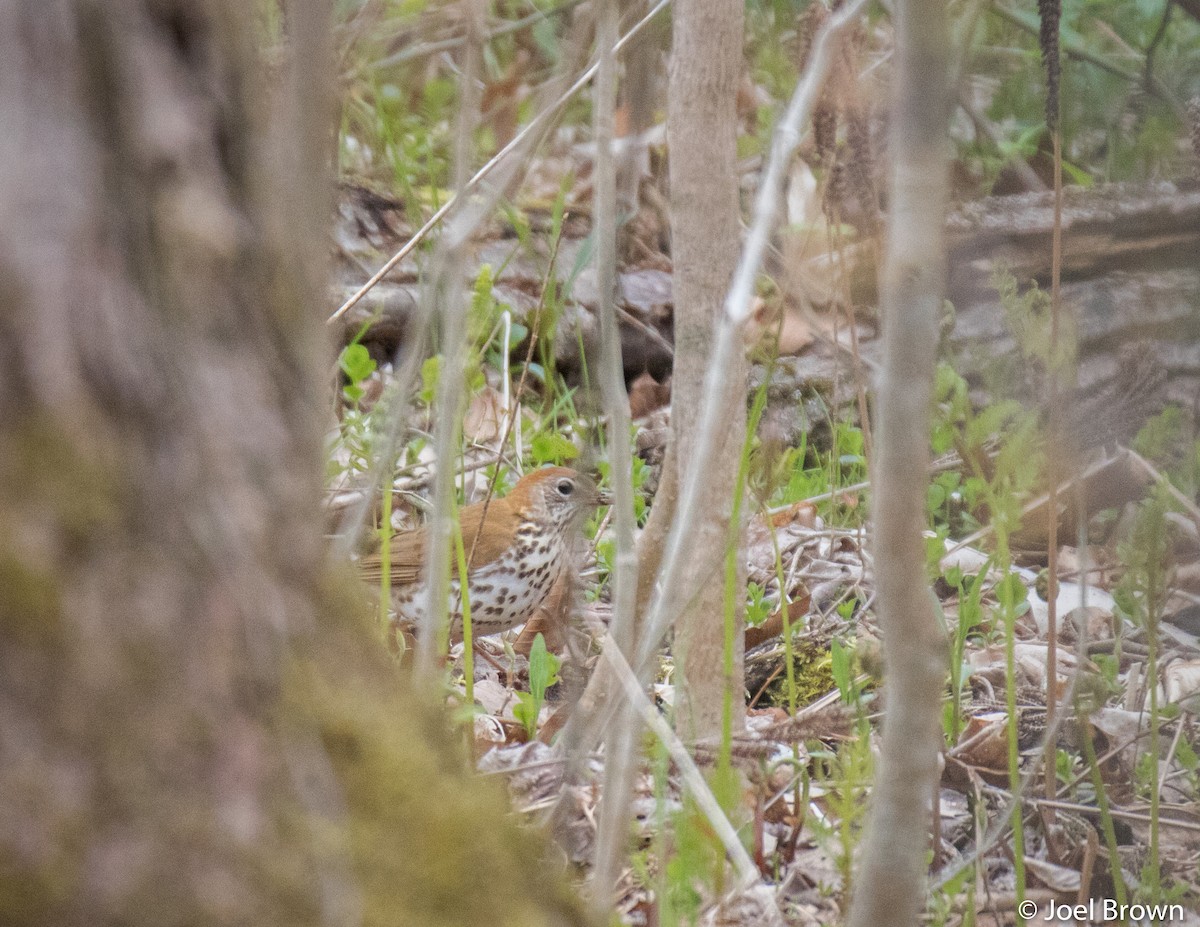 Wood Thrush - ML461914361