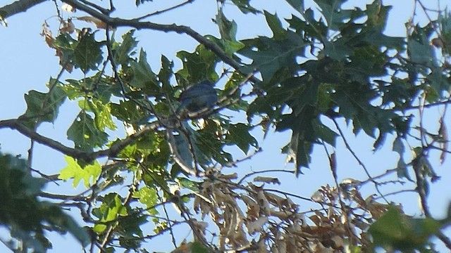 Indigo Bunting - ML461914861