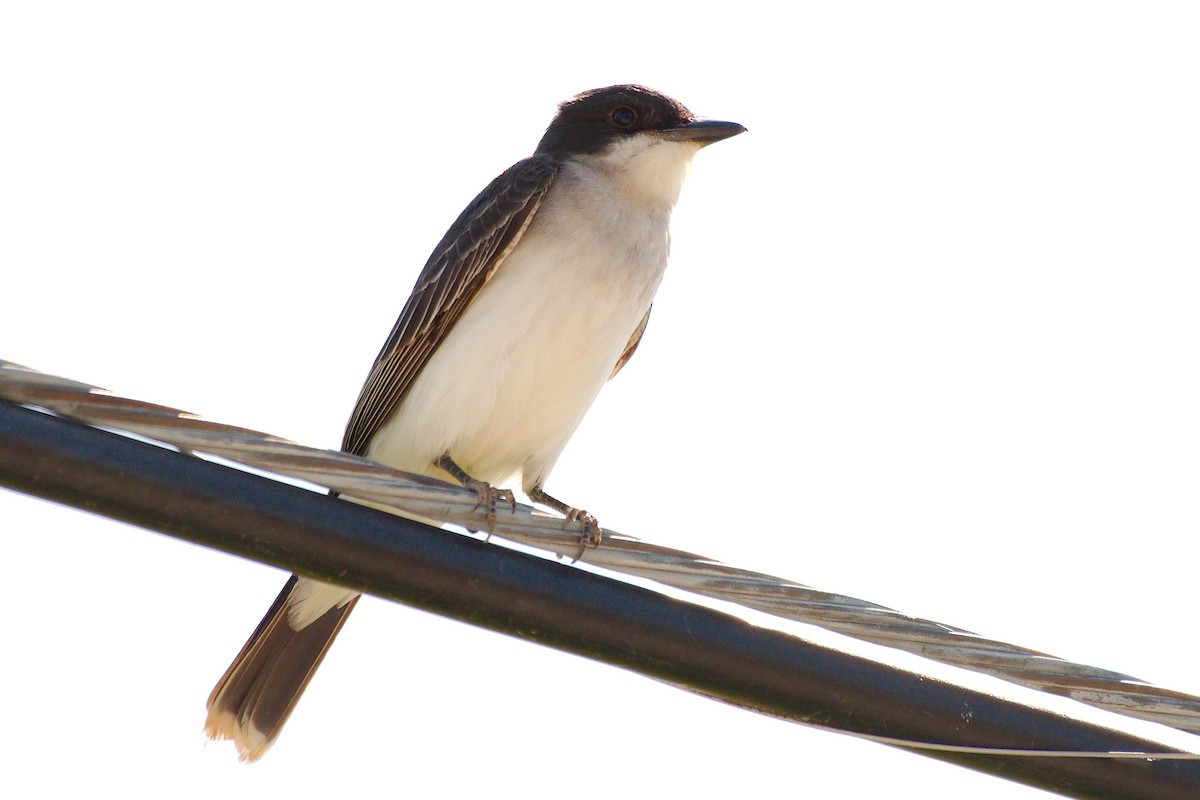 Eastern Kingbird - ML461915841