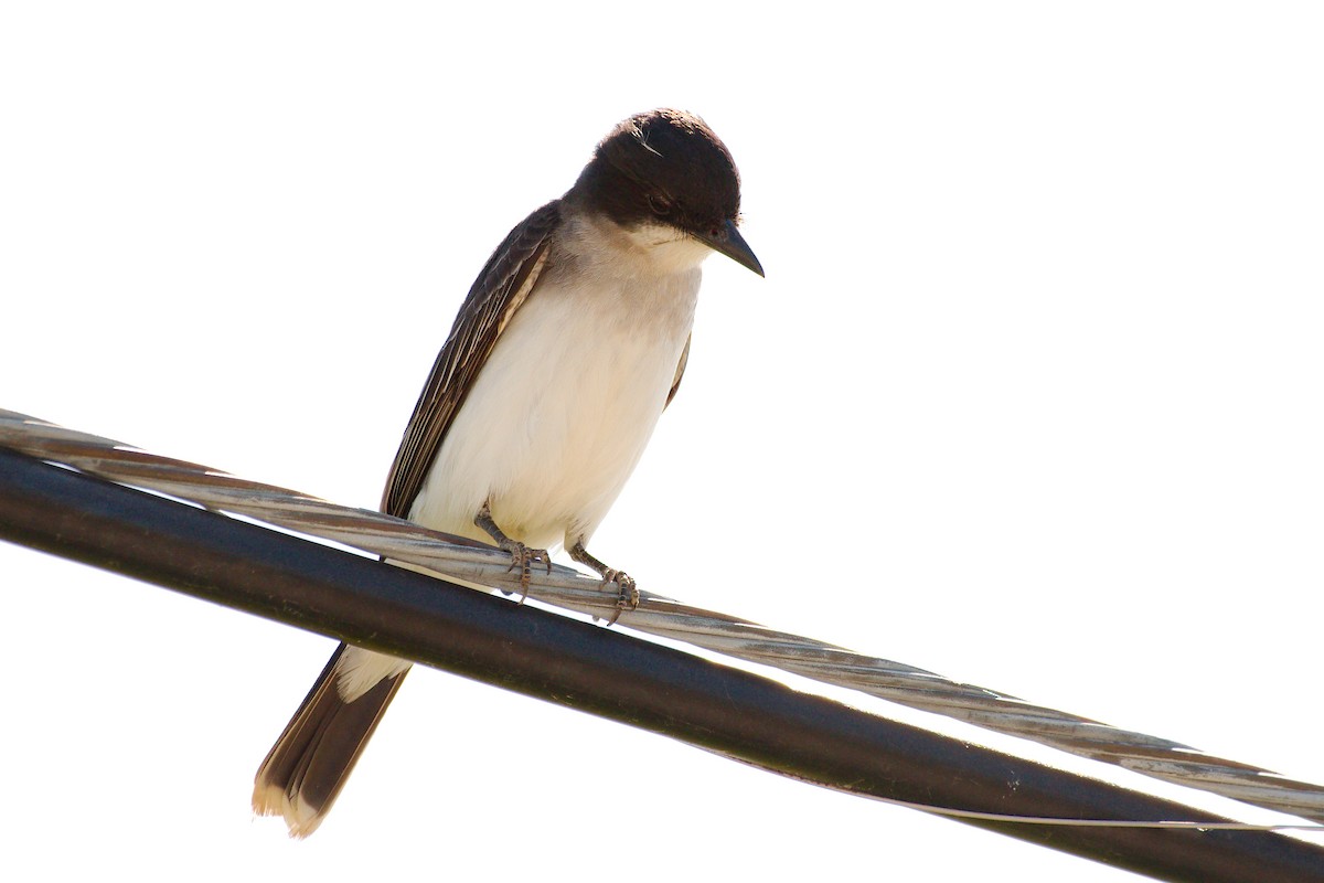 Eastern Kingbird - ML461915861