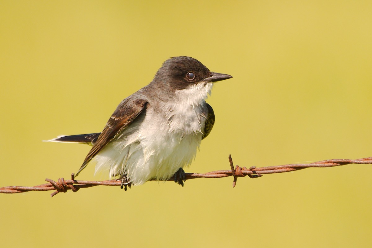 Eastern Kingbird - ML461915941