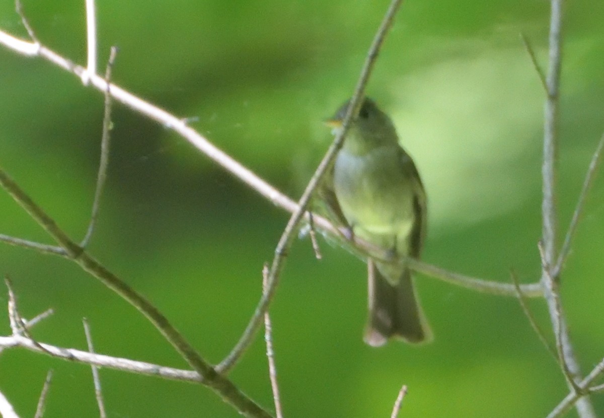 Eastern Wood-Pewee - ML461916471