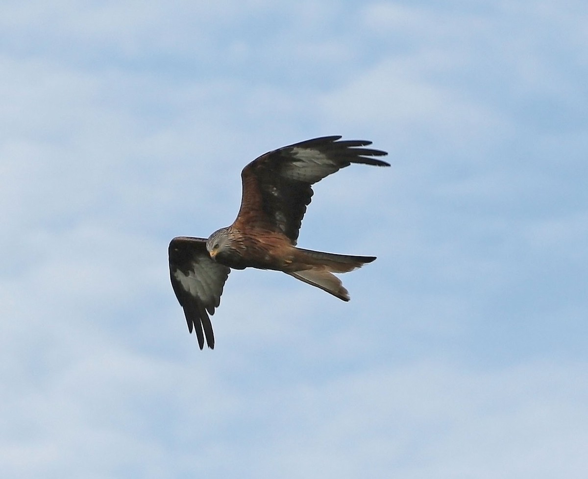 Red Kite - ML461916571