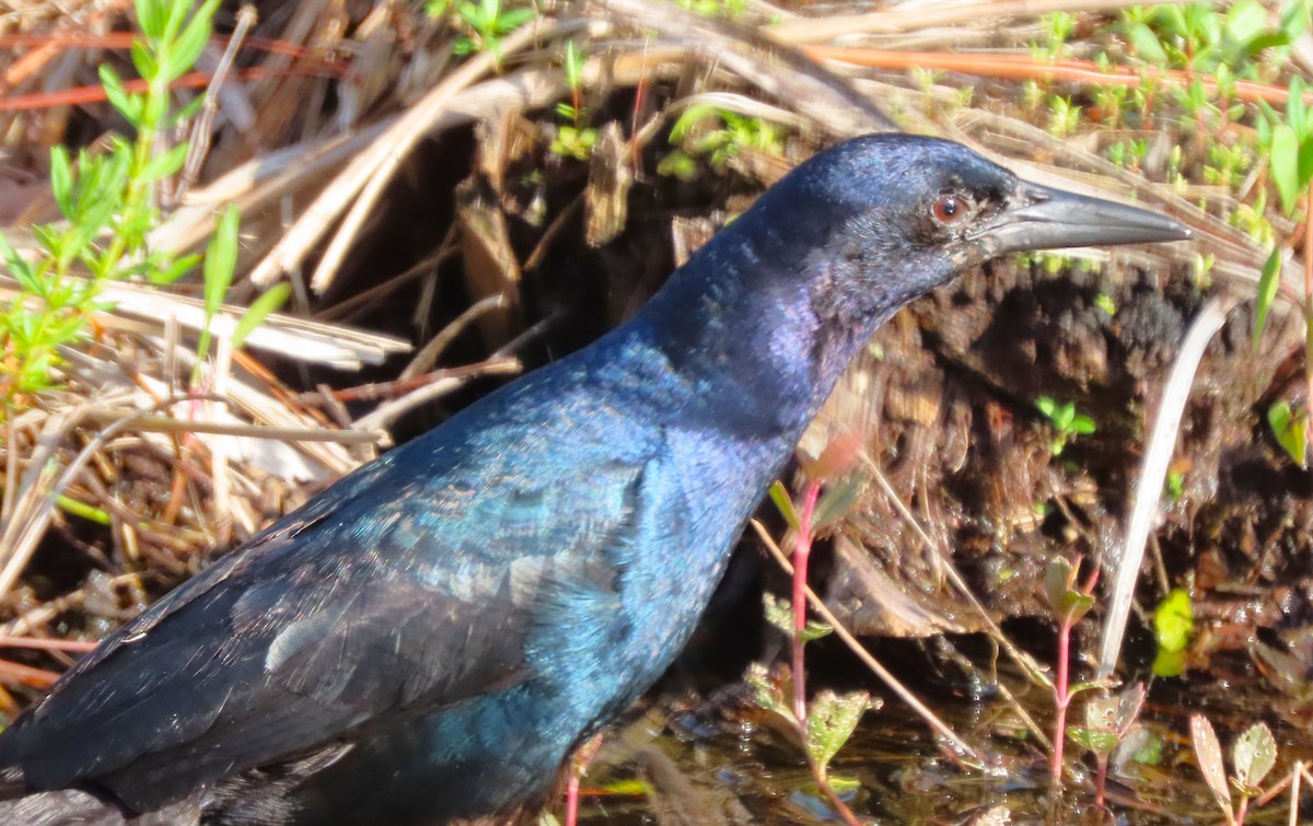 Boat-tailed Grackle - ML461916691