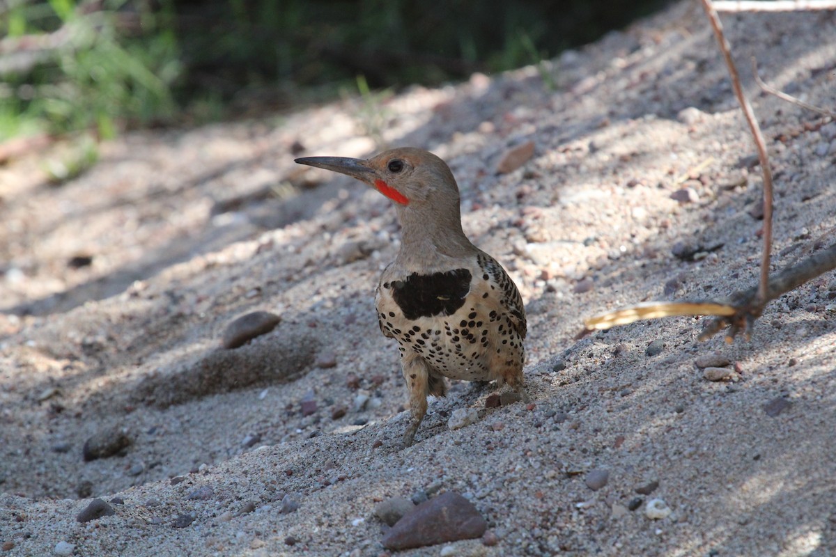 Gilded Flicker - ML461918121