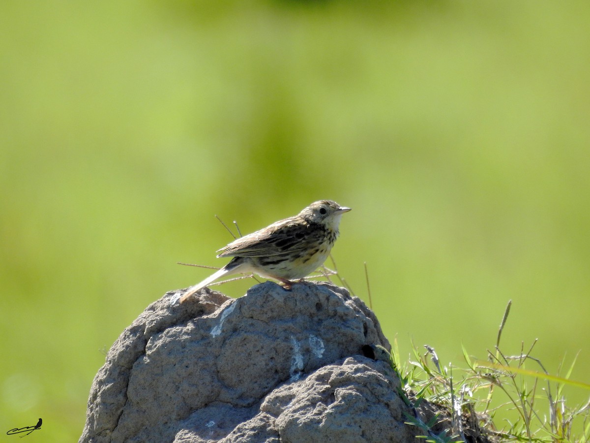 Ochre-breasted Pipit - ML461918331