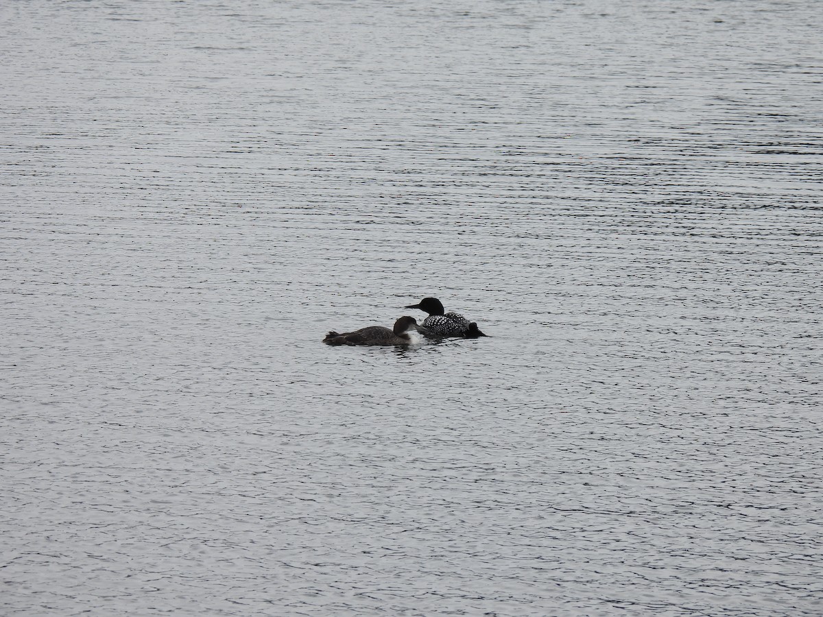 Common Loon - ML461918341