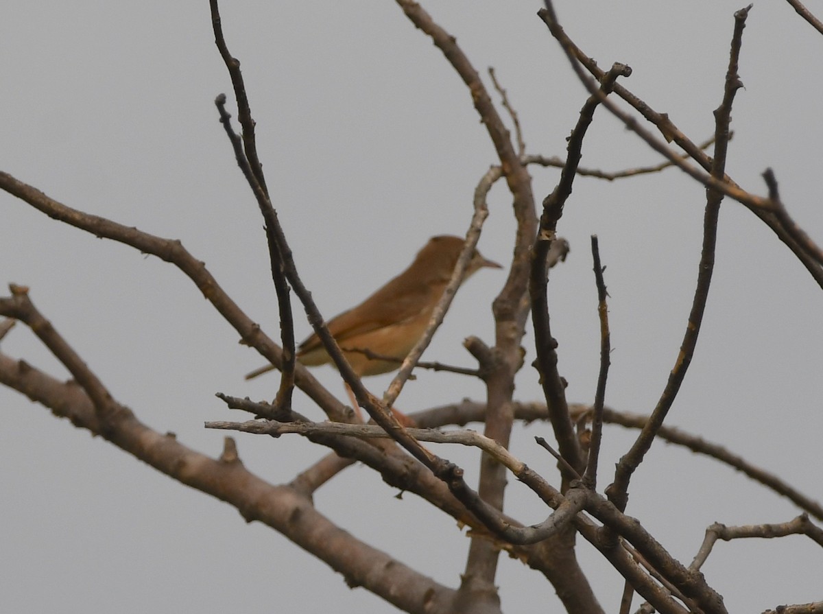 Rufous Cisticola - ML461918791