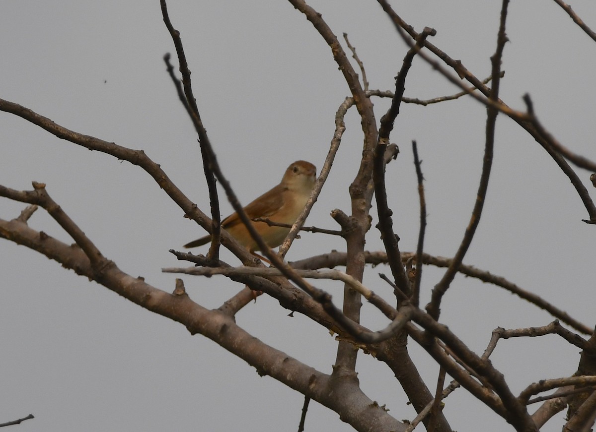 Rufous Cisticola - Gabriel Jamie