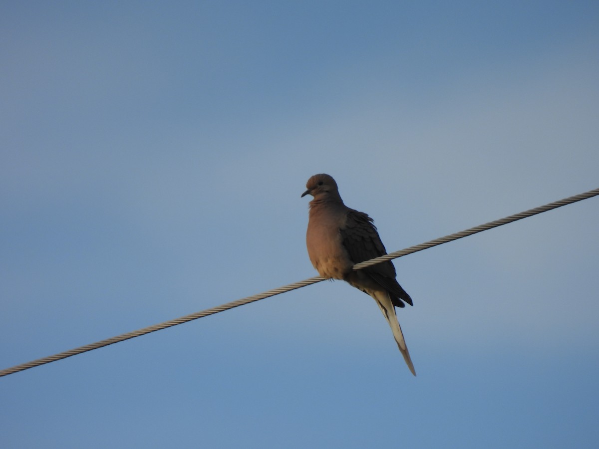 Mourning Dove - ML461919501