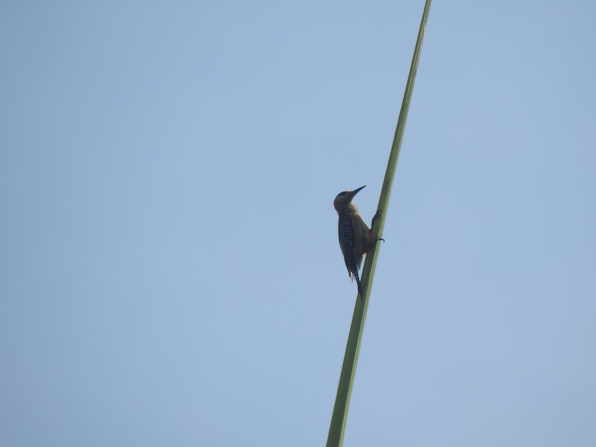 West Indian Woodpecker - ML461919651