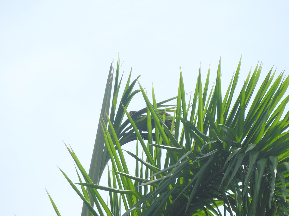 Cuban Parrot (Cuban) - ML461919801