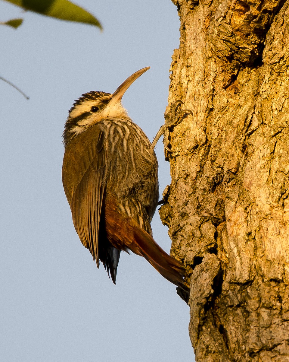 Narrow-billed Woodcreeper - ML461919871