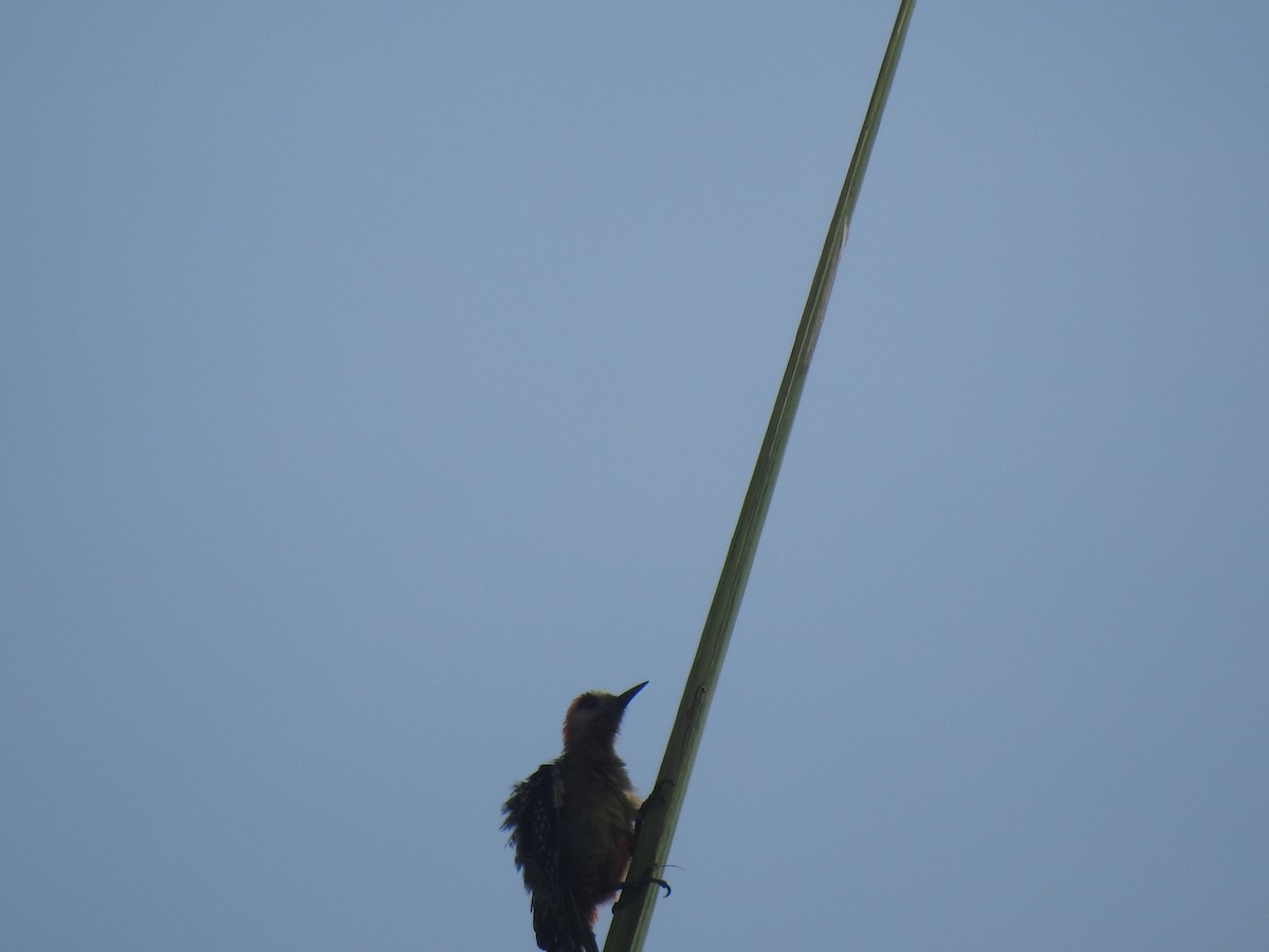 West Indian Woodpecker - ML461919891