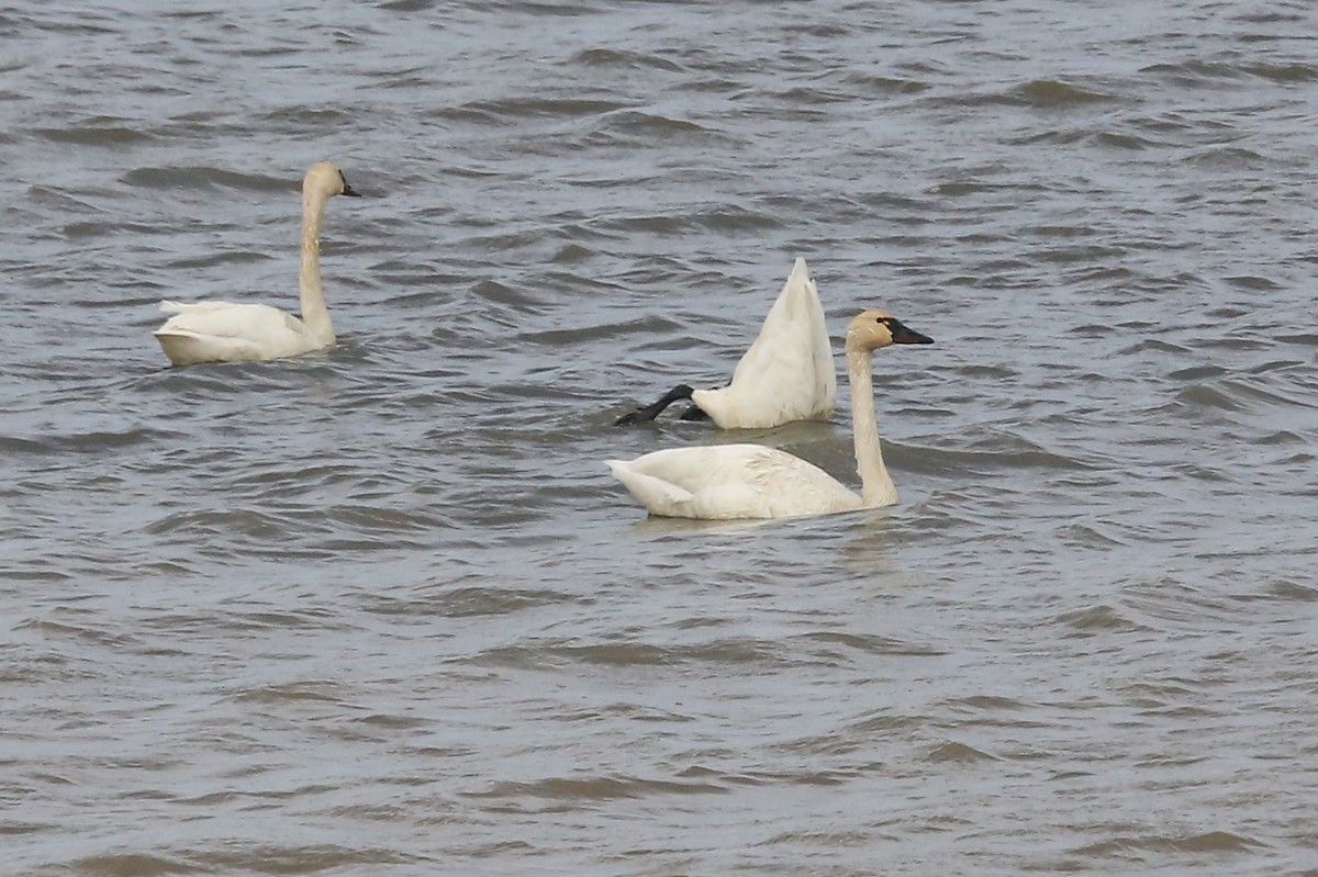 Tundra Swan - ML461919931