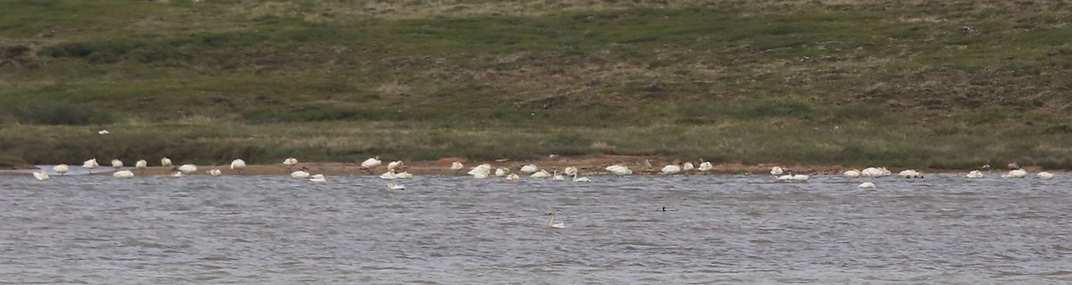 Tundra Swan - ML461919951