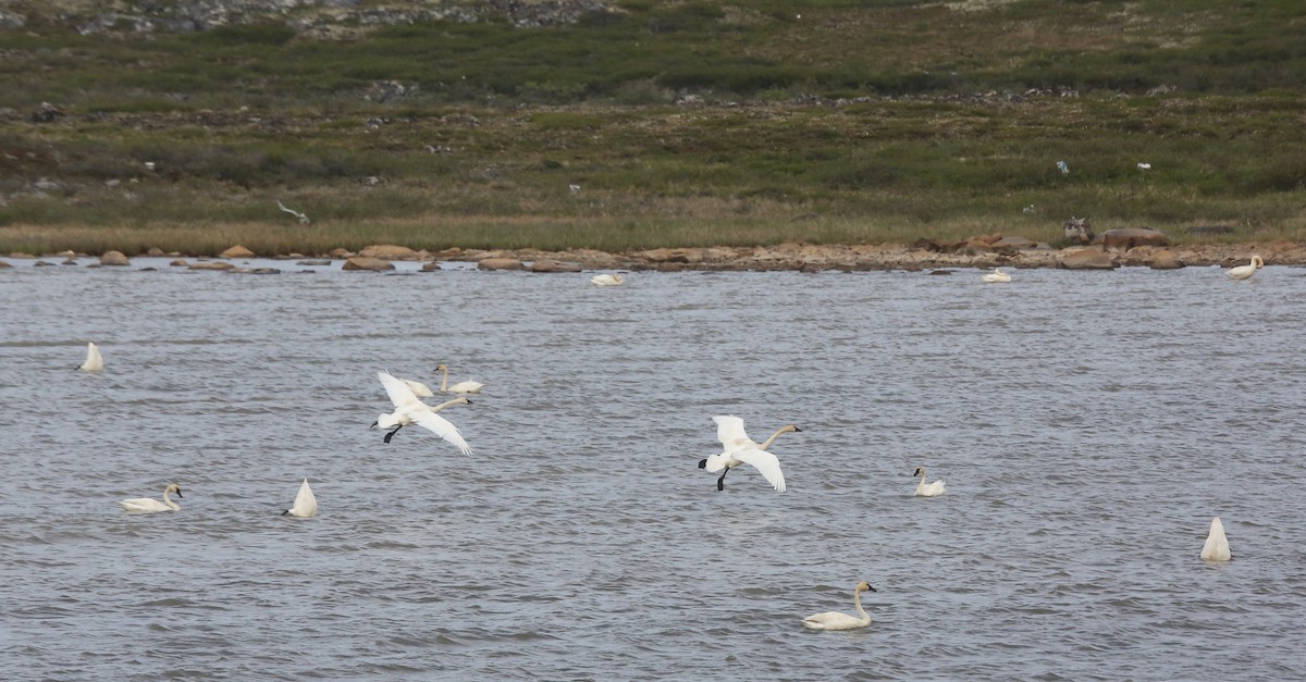 Tundra Swan - ML461920241