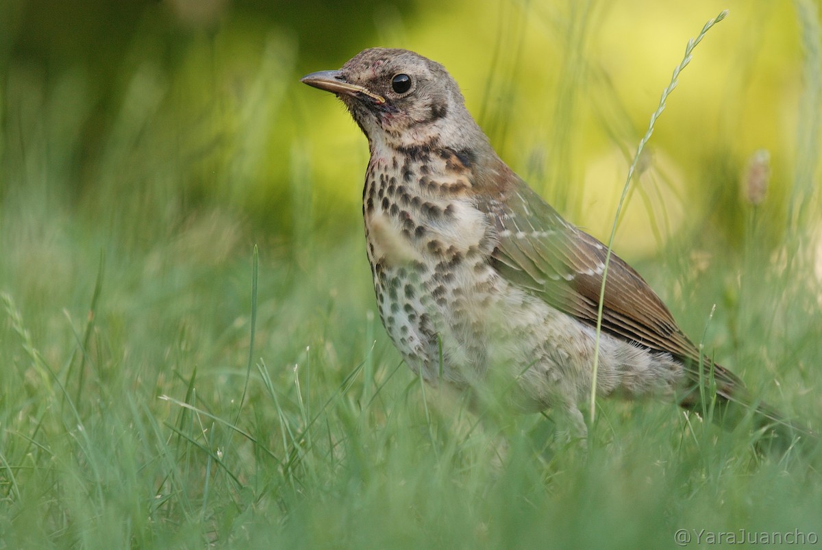 Fieldfare - ML461920371