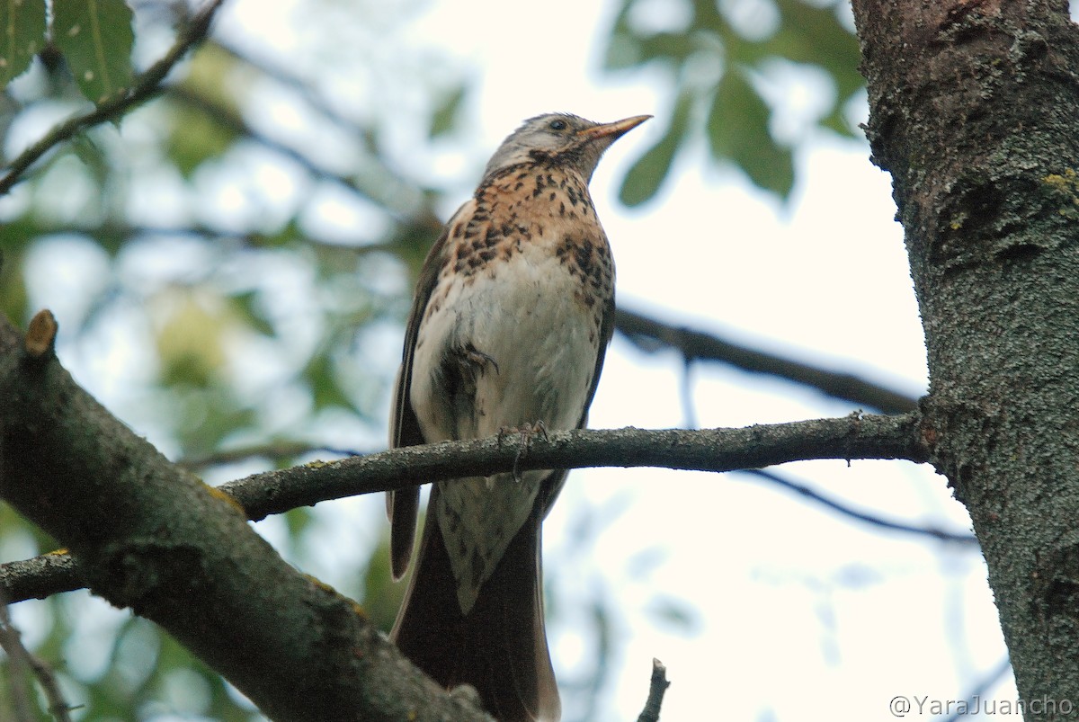 Fieldfare - ML461920381