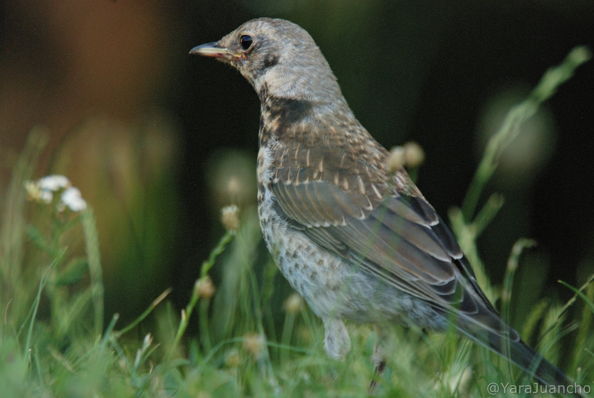 Fieldfare - ML461920531