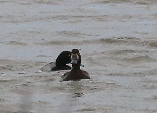 Greater Scaup - ML461920801