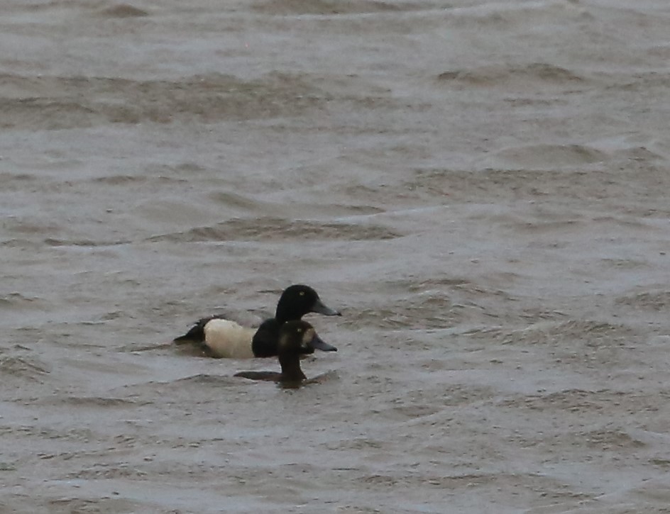 Greater Scaup - ML461920841