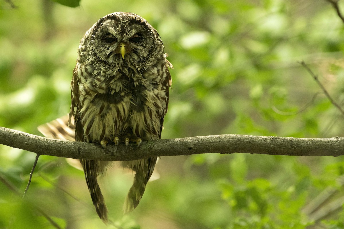 Barred Owl - ML461922841