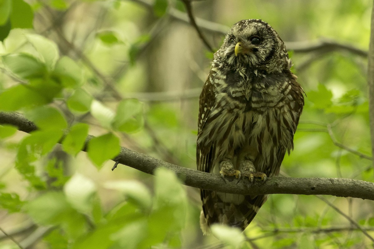 Barred Owl - ML461922881