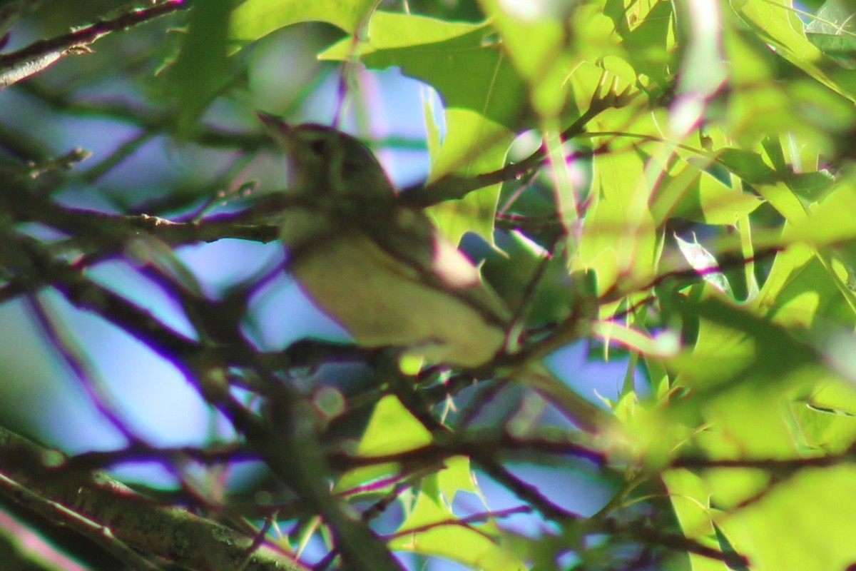 Warbling Vireo - ML461926391