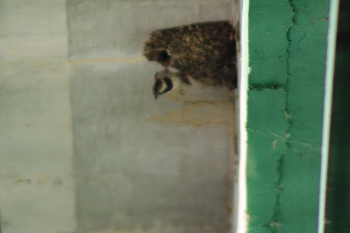 House Sparrow - Brandt Schurenberg