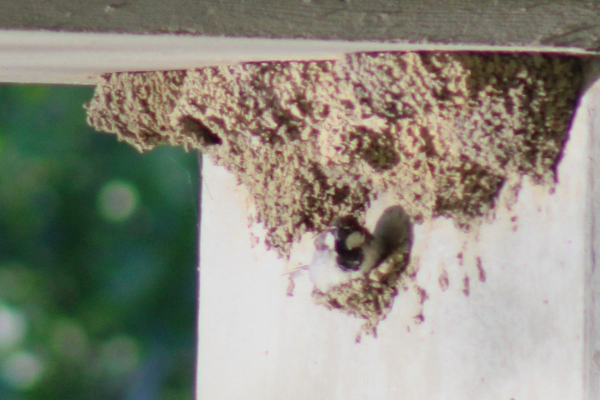 House Sparrow - Brandt Schurenberg