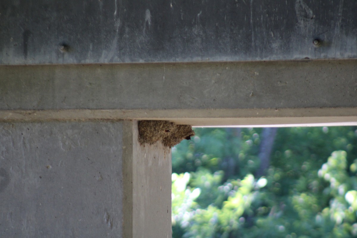 Cliff Swallow - ML461926821