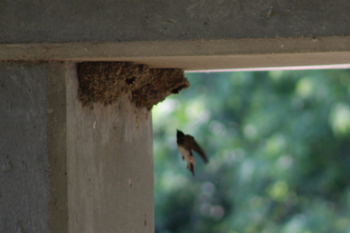 Cliff Swallow - ML461926911