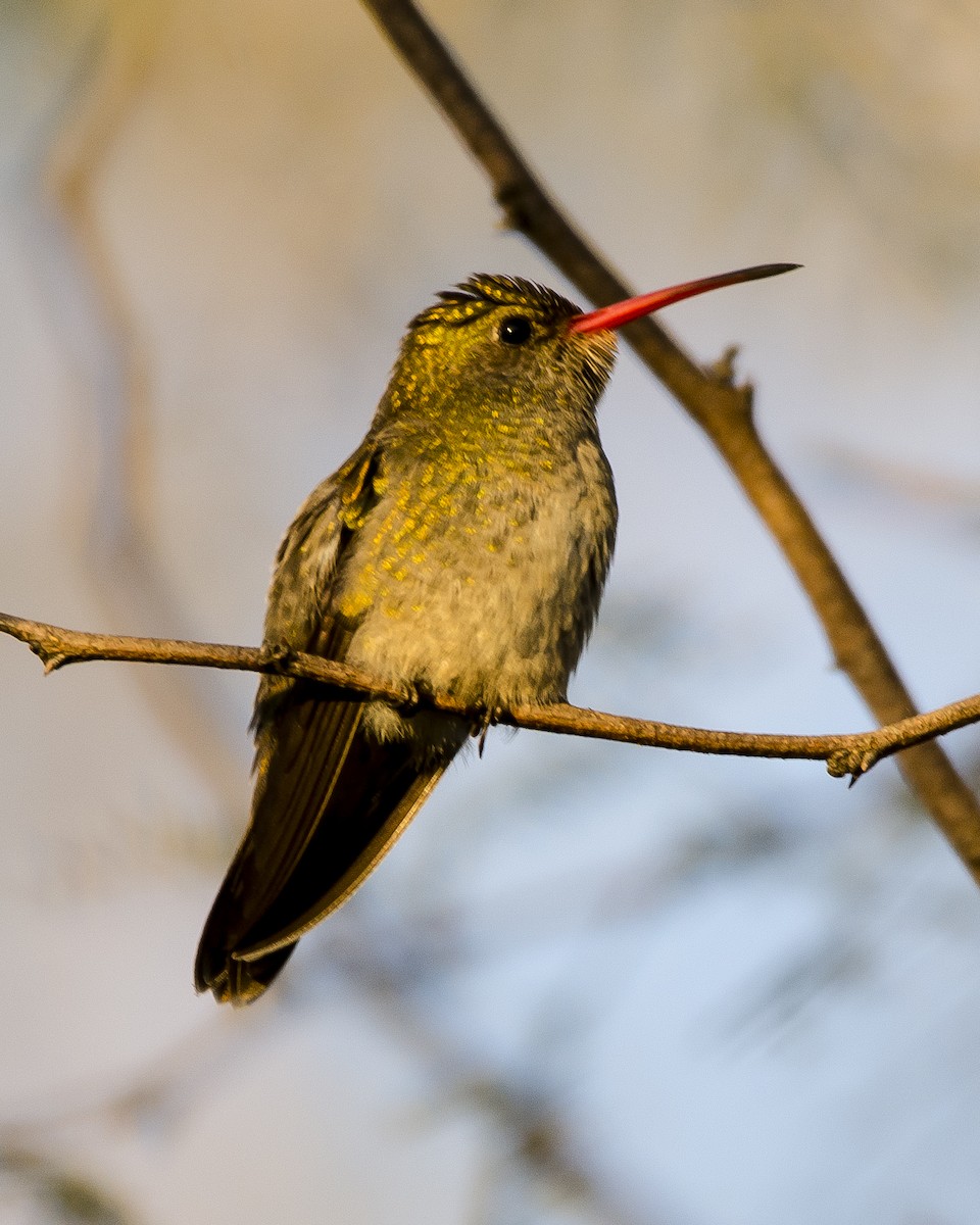 Gilded Hummingbird - ML461926971