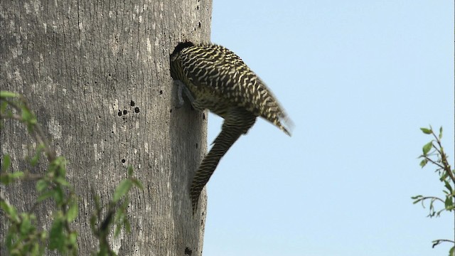 Fernandina's Flicker - ML461927