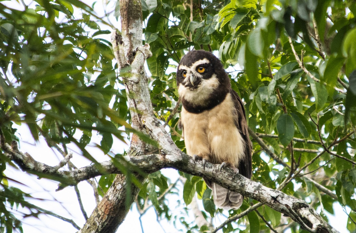 Spectacled Owl - ML461927281