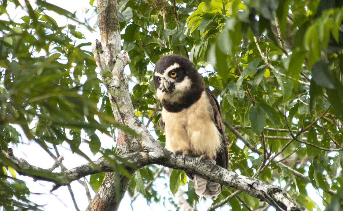 Spectacled Owl - ML461927291