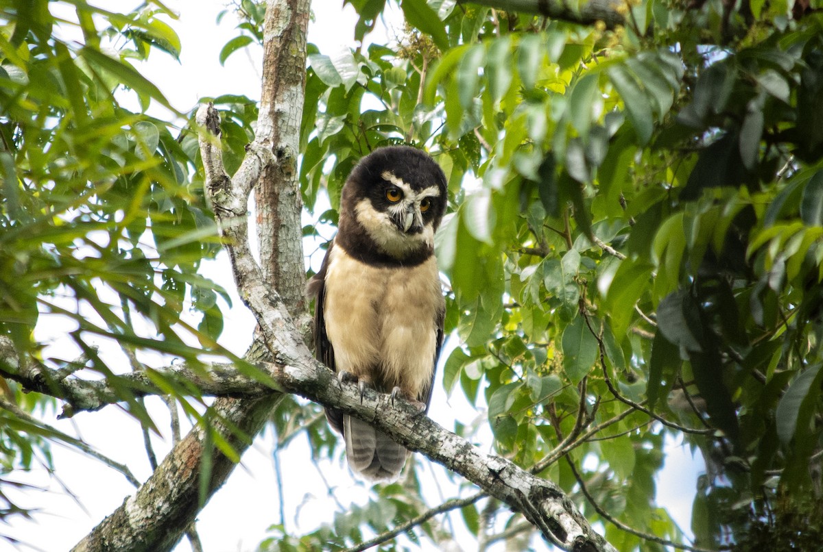 Spectacled Owl - ML461927301