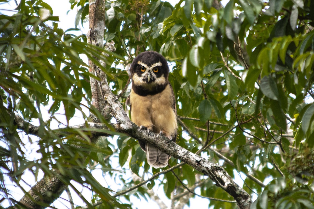 Spectacled Owl - ML461927311