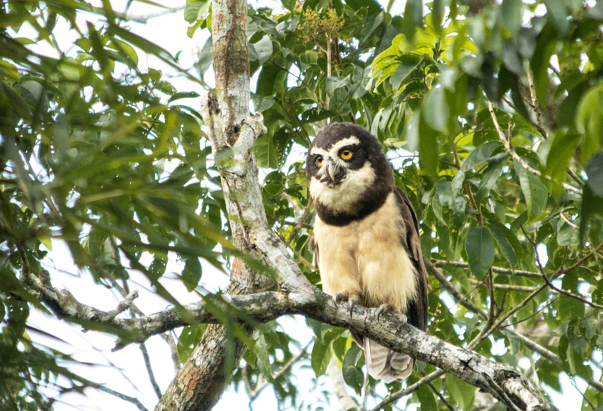 Spectacled Owl - ML461927321