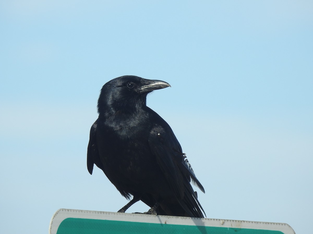 American Crow - Vincent Glasser