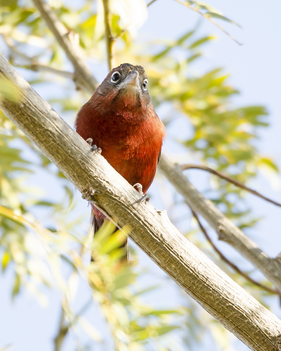 Red-crested Finch - Ignacio Zapata