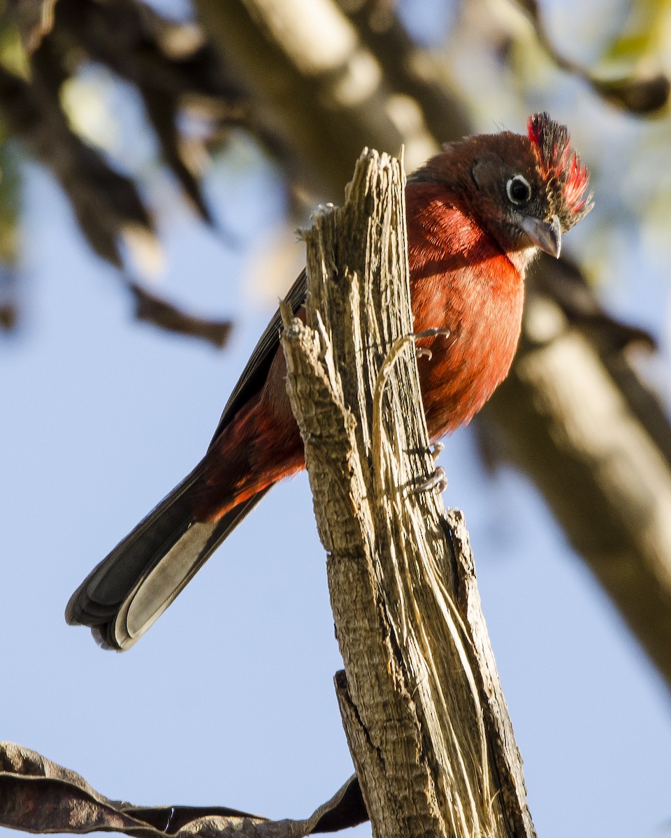 Red-crested Finch - ML461929331