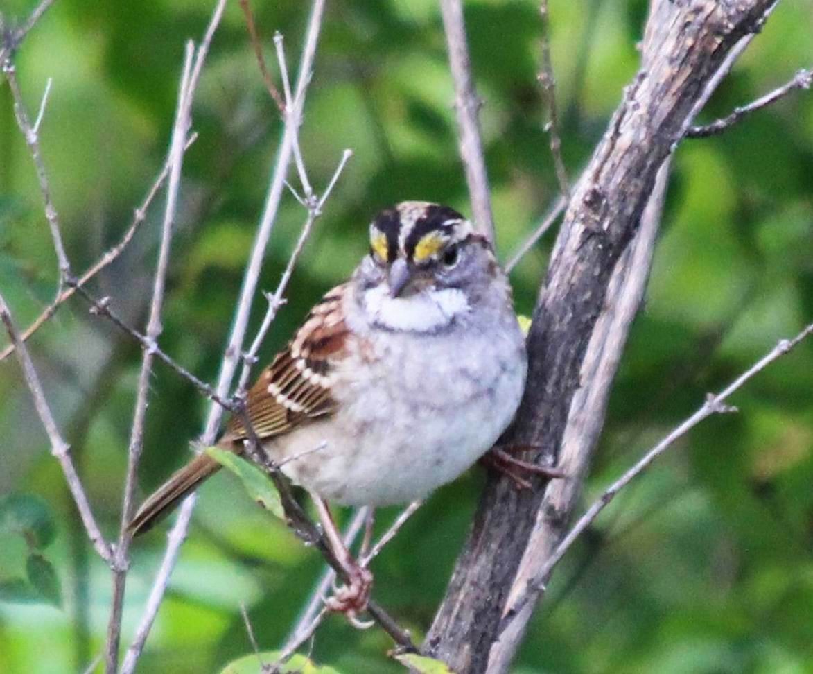 White-throated Sparrow - ML461929461