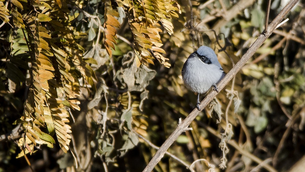 Masked Gnatcatcher - ML461929741