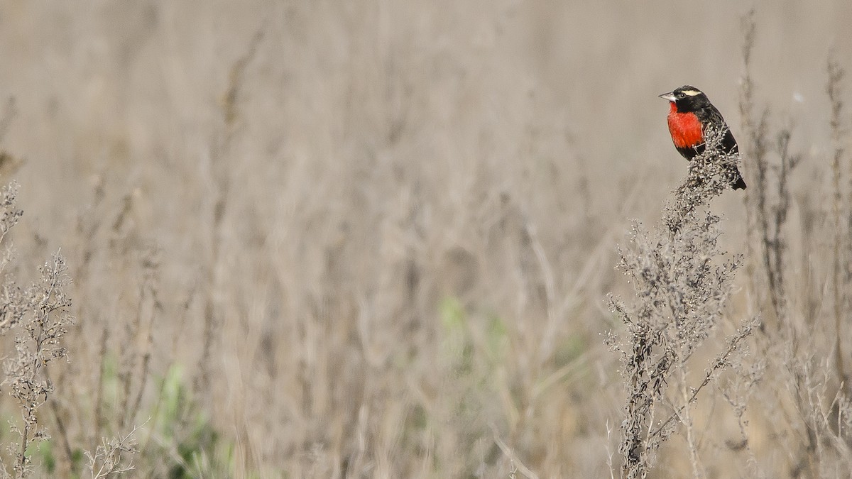 White-browed Meadowlark - ML461931291